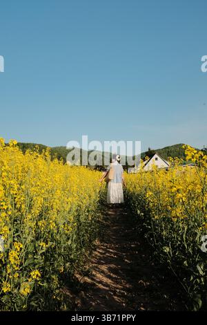femme en robe d'été blanche et chapeau de paille marchant à travers le champ de fleurs de colza jaune sous ciel bleu clair dans la campagne. Photo de haute qualité Banque D'Images