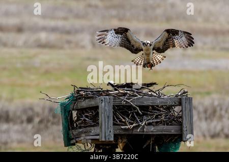 Osprey débarquant à son nid au Cheesequake State Park, nouveau maillot. Banque D'Images