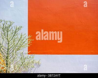 Forme carrée de peinture de couleur orange simple avec décoration d'espace vide avec plante succulente sur fond de bâtiment de mur blanc. Publicité extérieure vierge Banque D'Images