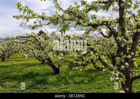 Vue détaillée du verger montrant les pommiers en fleurs et la diversité cologique ci-dessous - herbe verte parsemée de pissenlits prospérant dans la chaleur printanière. Banque D'Images