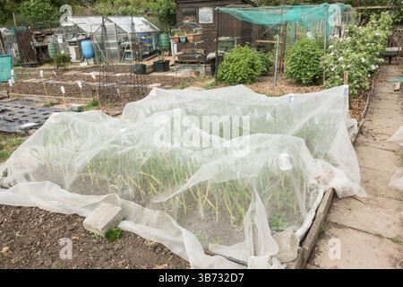 Ail et oignons poussant dans un jardin d'allotissement sous micromesh pour empêcher l'attaque par allium Leaf Miner, Angleterre, Royaume-Uni Banque D'Images