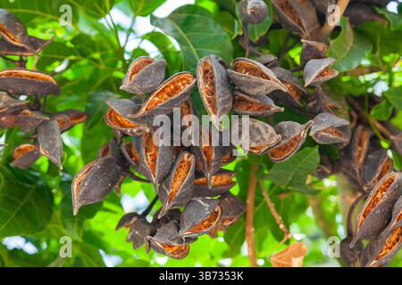 Brachychiton populneus, kurrajong. L'arbre de brachychiton est à feuilles multiples, avec des fruits ouverts secs de couleur brune. Banque D'Images
