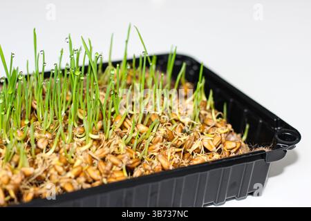 Microverts de blé frais avec des gouttes de rosée poussant dans un plateau en plastique noir. Pousses nutritives et saines pour la consommation humaine Banque D'Images