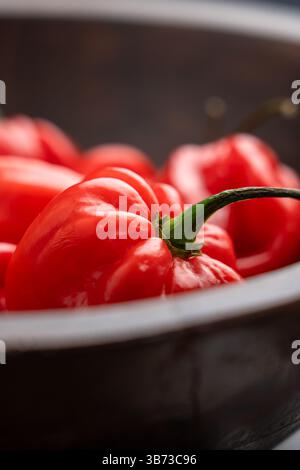 Piment Capsicum chinense ou habanero rouge dans un bol en bois. Macro Banque D'Images