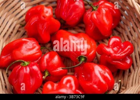 Poivrons habanero rouge Chili dans un bol rustique en osier. Vue de dessus. Capsicum chinense. Banque D'Images