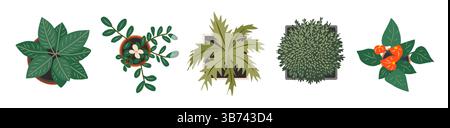 Ensemble de différentes plantes de maison vue de dessus. Illustration de Vecteur