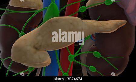 Anatomie du pancréas humain pour concept médical illustration 3D. Banque D'Images
