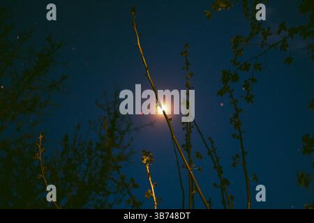 Vue de dessous de la lune. Une branche d'arbre divise la lune en deux. Photo artistique et abstraite. Look film vintage. Banque D'Images