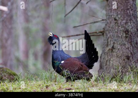 Capercaillie occidental Tetrao urogallus, mâle adulte appelant dans la forêt de pins, Transylvanie, Roumanie, avril Banque D'Images