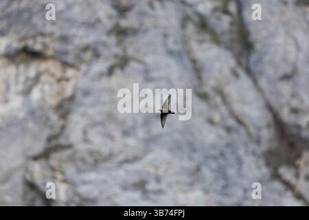 Crag eurasien martin Ptyonoprogne rupestris, vol adulte, Transylvanie, Roumanie, avril Banque D'Images
