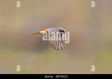 Rouge commun Phoenicurus phoenicurus, mâle adulte volant, Transylvanie, Roumanie, avril Banque D'Images
