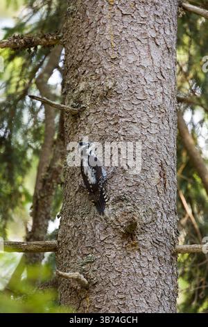 Pic eurasien à trois doigts Picoides tridactylus, femelle adulte perchée sur le tronc, Transylvanie, Roumanie, avril Banque D'Images