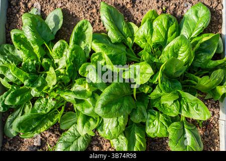 Épinards poussant sur un lit dans une serre gros plan. Grandes feuilles d'épinards en croissance au coucher du soleil. Banque D'Images