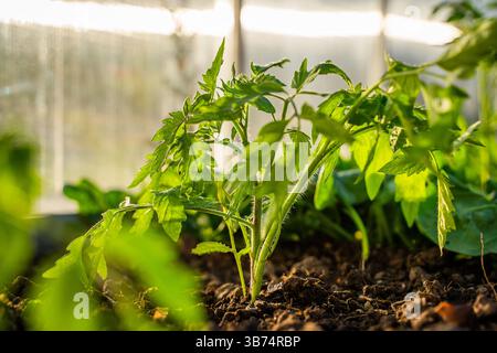 Jeune semis de tomates poussant sur un lit de serre au coucher du soleil en gros plan. Semis plantés. Banque D'Images