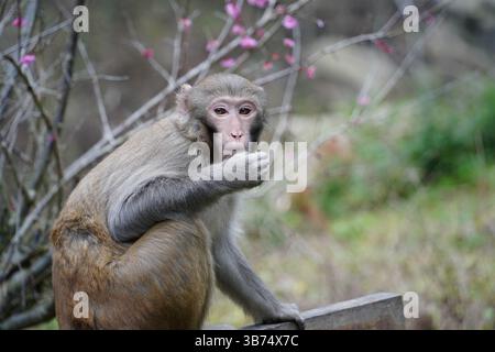 Singe dans la nature – diverses poses et expressions Banque D'Images