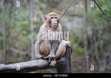 Singe dans la nature – diverses poses et expressions Banque D'Images