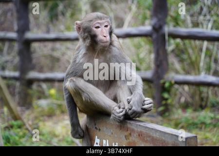 Singe dans la nature – diverses poses et expressions Banque D'Images