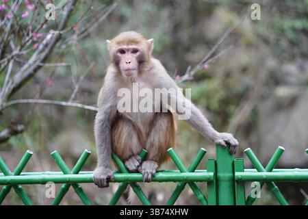 Singe dans la nature – diverses poses et expressions Banque D'Images