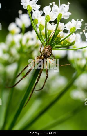 Araignée à mâchoires longues Tetragnatha Extensa Spider à mâchoires longues Orb Weaver Spider. Banque D'Images