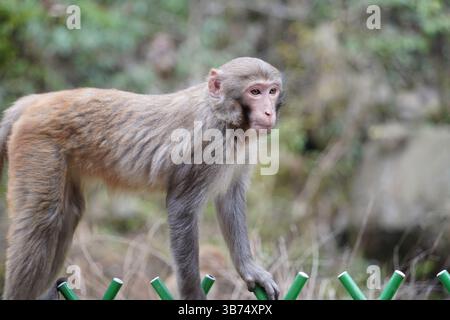 Singe dans la nature – diverses poses et expressions Banque D'Images