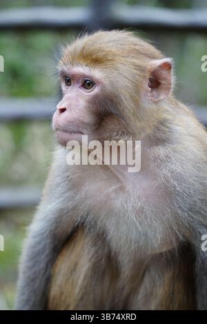 Singe dans la nature – diverses poses et expressions Banque D'Images