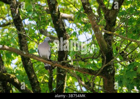 Pigeon des bois (Columba palumbus) assis dans un érable, Allemagne. Ringeltaube (Columba palumbus) sitzt in einem Ahorn, Deutschland. Banque D'Images