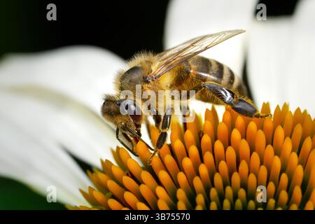 Macro abeille de miel de l'Ouest (Apis mellifera) sur l'inflorescence orange d'un coneflower à fleurs blanches (Echinacea) Banque D'Images