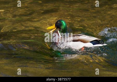Canard colvert mâle (Anas platyrhynchos) avec bec ouvert nageant dans un rapide Banque D'Images