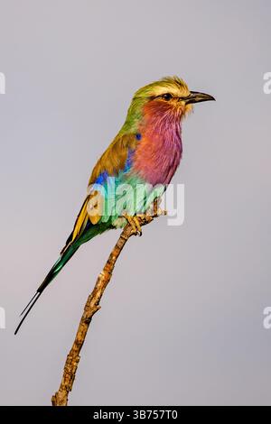 Un rouleau à poitrine lilas perché sur une branche mince. Banque D'Images