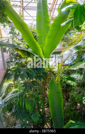 Grand bananier (nom latin : Musa) dans la serre tropicale d'un jardin botanique Banque D'Images