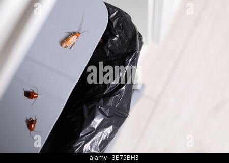 Cafards rampant sur la poubelle à l'intérieur, vue de dessus. Espace pour le texte Banque D'Images