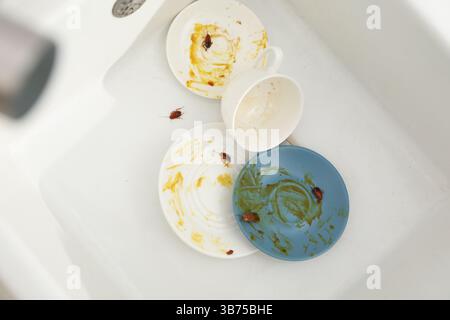 Cafards rampant sur la vaisselle sale dans l'évier de cuisine, vue de dessus Banque D'Images