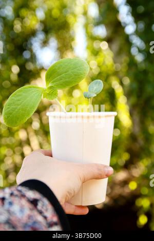 Image verticale pour l'histoire ou la bobine montrant une main tenant doucement une petite tasse avec un semis vert. Une scène symbolique et édifiante de croissance Banque D'Images