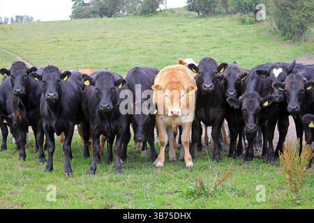 Lignée de vaches curieuses Banque D'Images