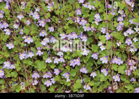Linaire à feuilles de lierre Cymbalaria muralis Banque D'Images