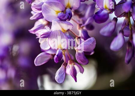 Gros plan sur la fleur de wisteria violette Banque D'Images