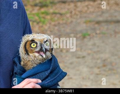 Jeune Great Horned Owlet dans les bras d'un sauveteur après être tombé d'un arbre à Audubon Park, LA Nouvelle-Orléans, LOS ANGELES, États-Unis Banque D'Images