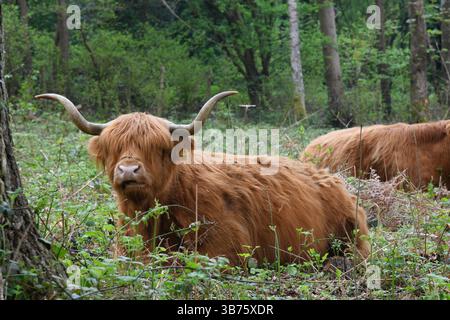 Highland cattle Banque D'Images