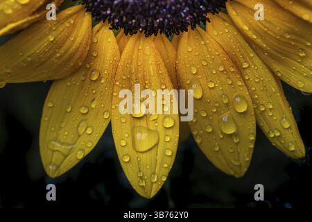 Gros plan de pétales de tournesol, tournesol (Helianthus annuus), avec des gouttes de pluie sur les feuilles jaunes Banque D'Images