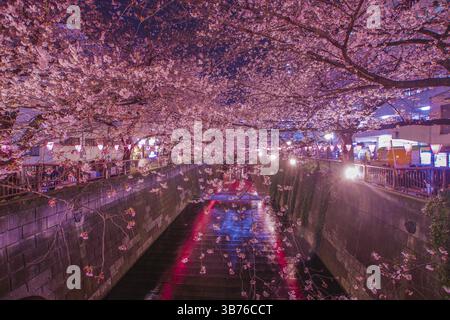 Nuit de la rivière Meguro Sakura (Nakameguro). Lieu de tournage: Tokyo Meguro-ku Banque D'Images