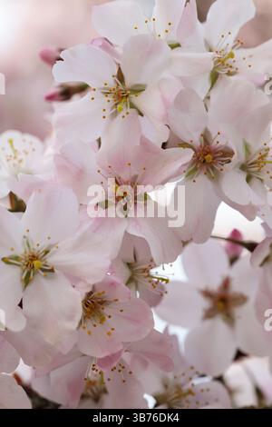Gros plan de délicates fleurs de cerisier rose pâle en pleine floraison, pétales doux avec étamines jaunes, capturant la beauté et la fraîcheur du printemps Banque D'Images