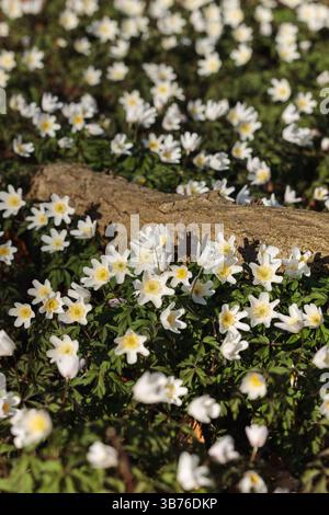 Scène forestière avec des anémones de bois blanc en fleurs, Anemone nemorosa, poussant autour d'un tronc d'arbre tombé dans une forêt de printemps, capturant la beauté naturelle Banque D'Images