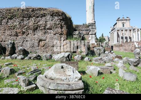 Rome, Italie. 01 mai 2025. Fleurs de pavot au milieu des vestiges du Forum romain, le 1er mai 2025 à Rome, Italie. Photo de Christophe Michel/ABACAPRESS.COM crédit : Abaca Press/Alamy Live News Banque D'Images