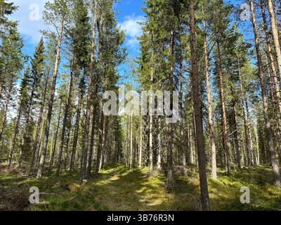Regardant dans une forêt vibrante avec des arbres verdoyants et la lumière du soleil. Banque D'Images