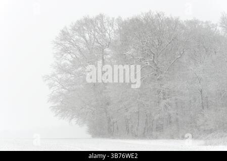 Forêt d'hiver après de fortes chutes de neige, Rhénanie du Nord-Westphalie, Allemagne, Europe Banque D'Images