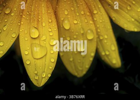 Gros plan de pétales de tournesol, tournesol (Helianthus annuus), avec des gouttes de pluie sur les feuilles jaunes Banque D'Images