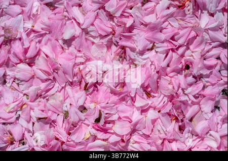 Les pétales de fleurs de cerisier tombées couvrent densément le sol, créant une surface douce et texturée. Vue aérienne capture la beauté délicate et éphémère saisonnier Banque D'Images