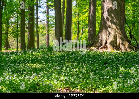 Une petite clairière forestière remplie d'ail sauvage en fleurs, connu sous le nom de ramsons, entourée de grands arbres. Les feuilles vertes éclatantes et les fleurs blanches créent Banque D'Images