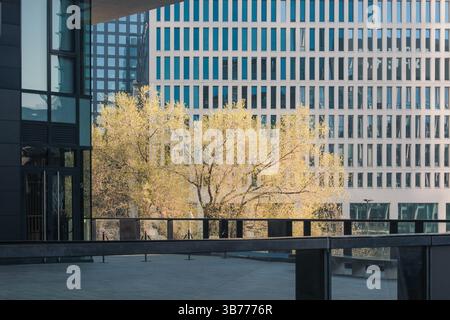 Arbre ensoleillé en fleur printanière sur fond d'immeubles de bureaux modernes à Milan. Banque D'Images