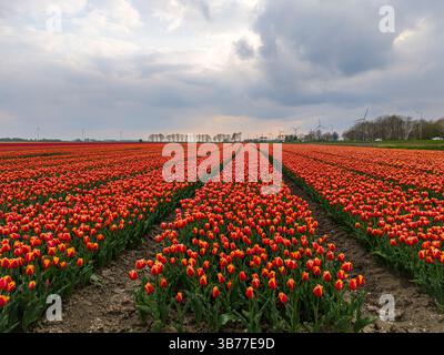 Une superbe photo aérienne à faible angle de champs de tulipes en pleine floraison, montrant des rangées méticuleusement disposées de fleurs vives. Banque D'Images